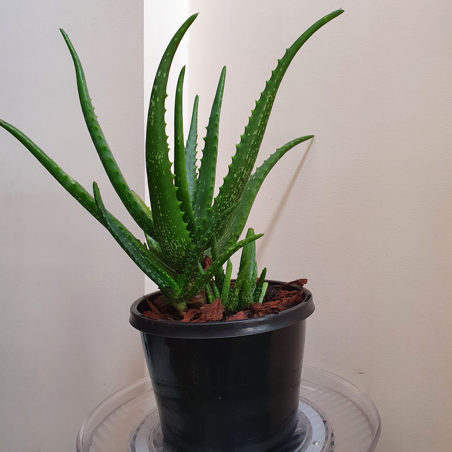 🌵 Aloe Plants: A Fascinating Collection of Shapes, Colours &amp; Character