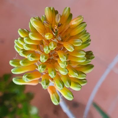 🌵🔥 Aloe 'Firebird'
