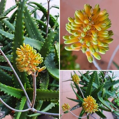 🌵🔥 Aloe 'Firebird'
