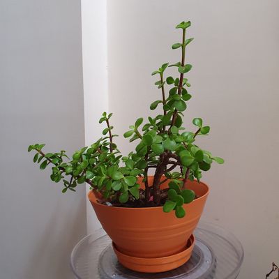 🧧🍀💰 Feng Shui Plants for Wealth &amp; Abundance