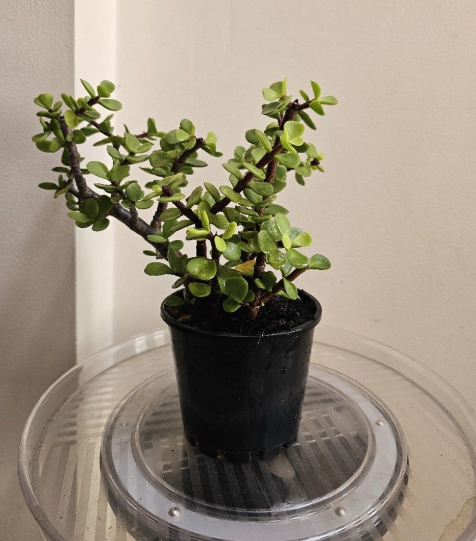 🧧🍀💰 Feng Shui Plants for Wealth &amp; Abundance