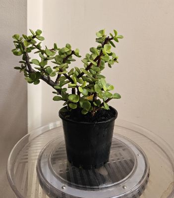 🧧🍀💰 Feng Shui Plants for Wealth &amp; Abundance