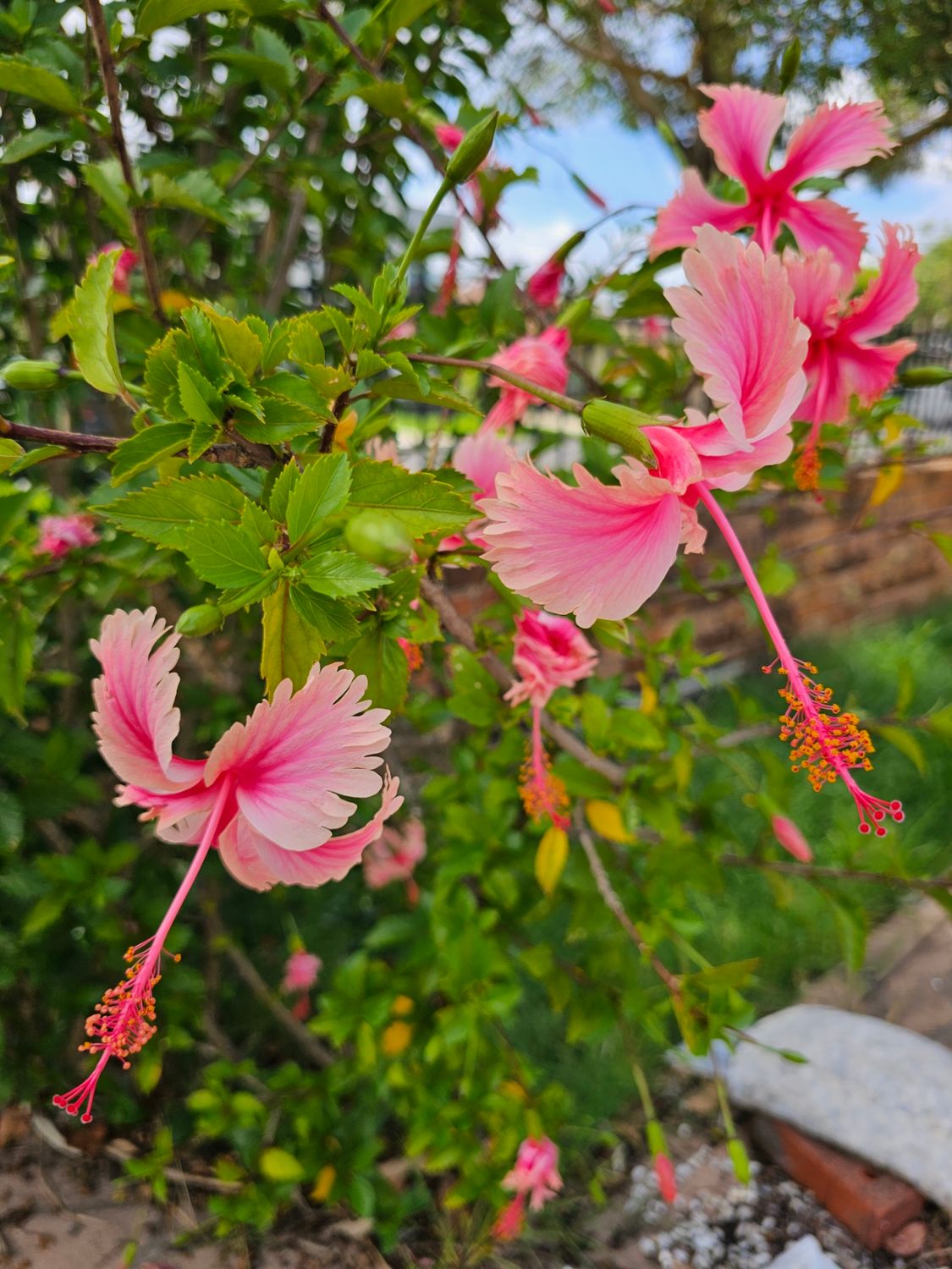 🌸 Propagating Hibiscus schizopetalus: Try Air Layering!