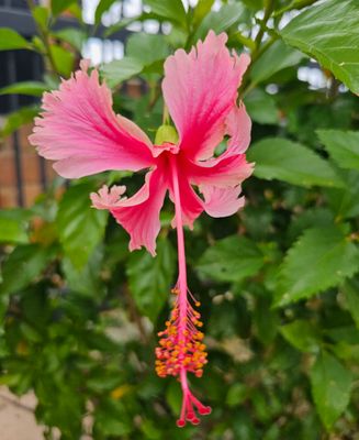 🌸 Propagating Hibiscus schizopetalus: Try Air Layering!