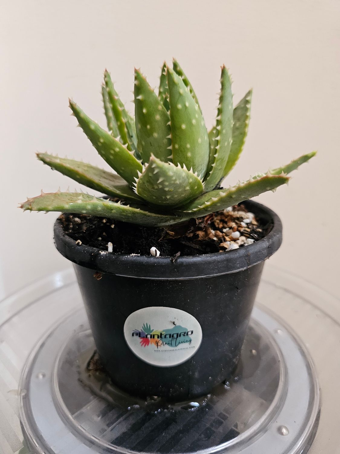 🌵 Aloe Brevifolia