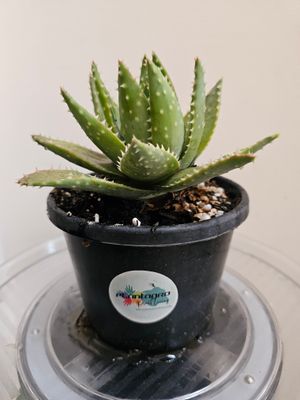 🌵 Aloe Brevifolia