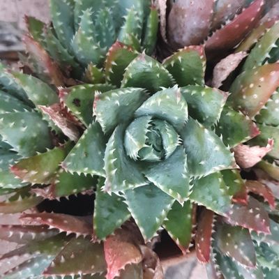 🌵 Aloe Brevifolia