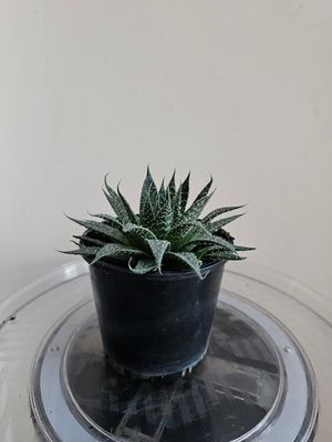 🌵 Aristaloe Aristata