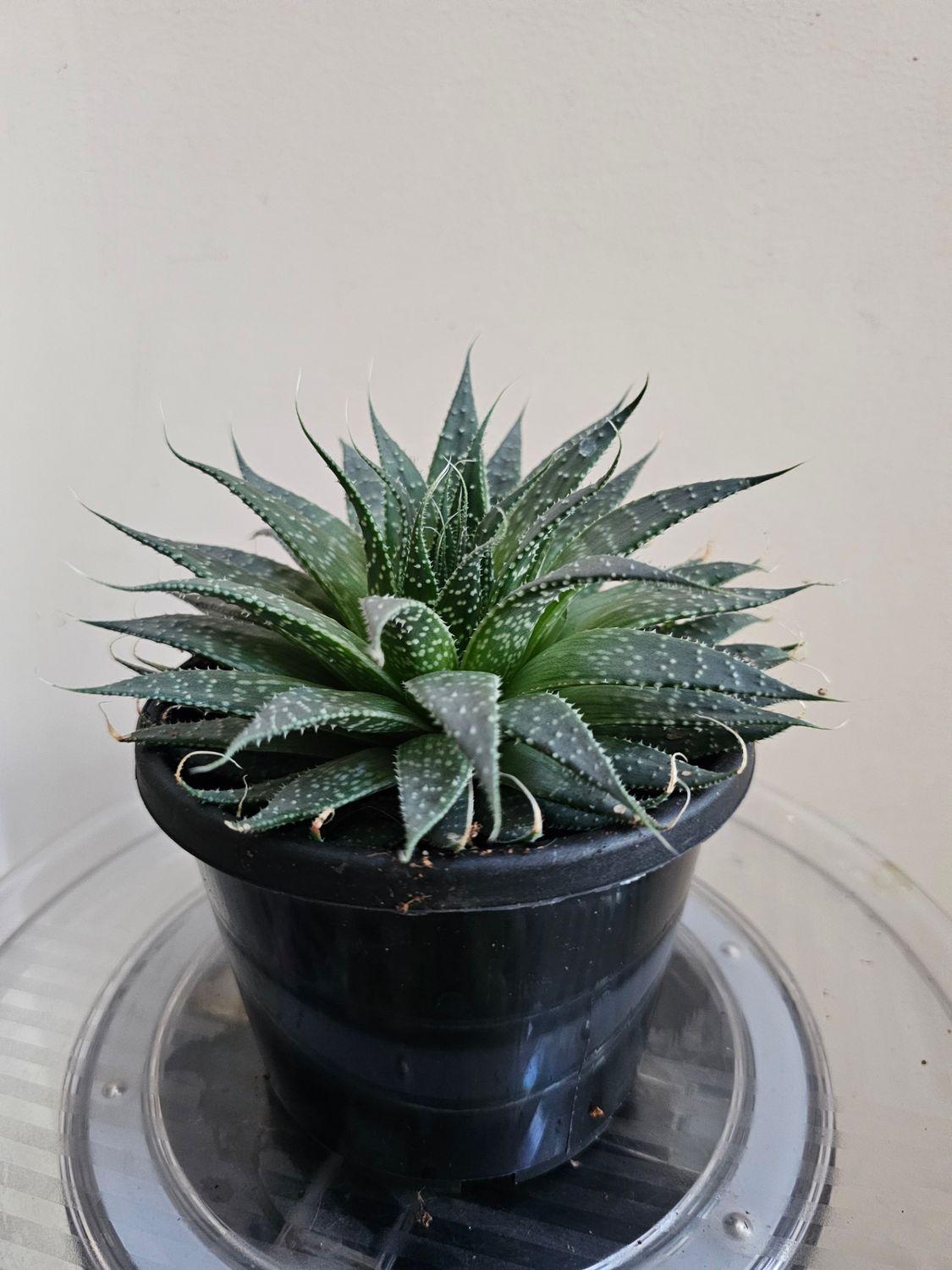 🌵 Aristaloe Aristata