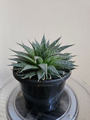 🌵 Aristaloe Aristata