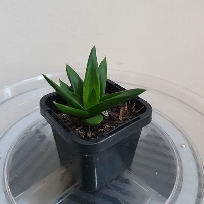 🌵 Aloe 'Black Gem'