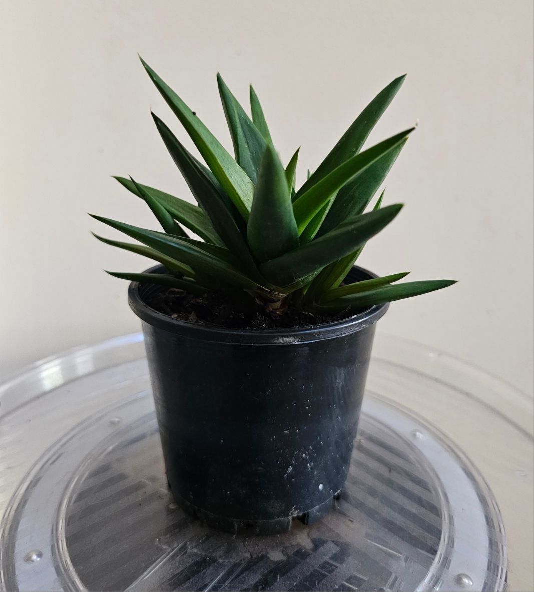 🌵 Aloe 'Black Gem'