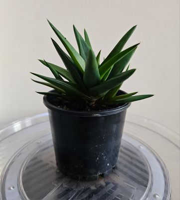 🌵 Aloe 'Black Gem'