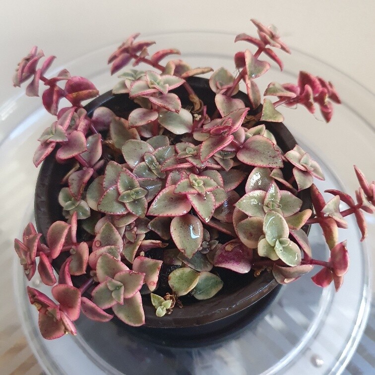 Drought Tolerant Trailing Crassula Pellucida ‘Calico Kitten’