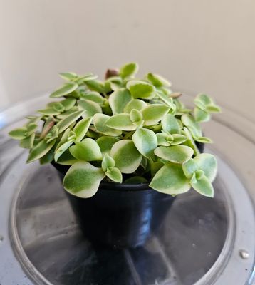 Drought Tolerant Trailing Crassula Pellucida ‘Calico Kitten’