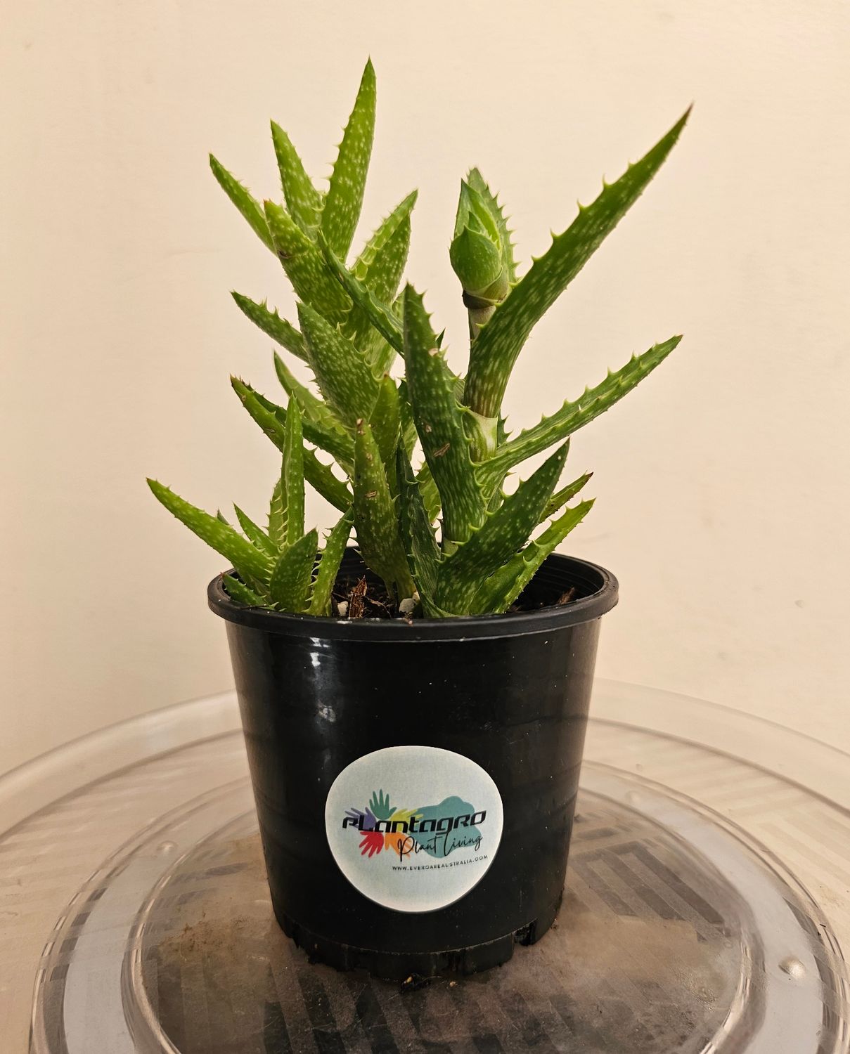 🌵 Aloe Juvenna 'Tiger Tooth Aloe'