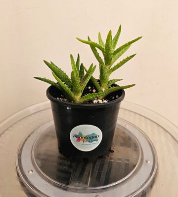 🌵 Aloe Juvenna 'Tiger Tooth Aloe'