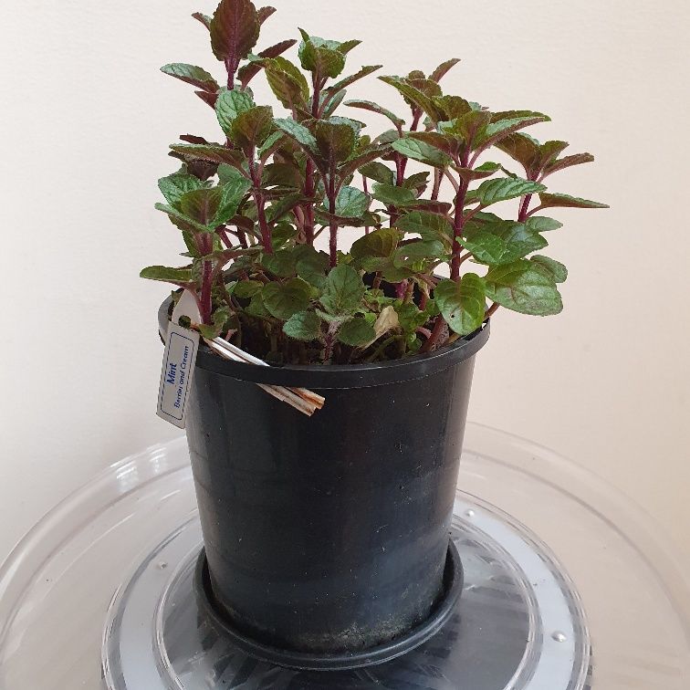 🌿 Chocolate Mint vs Berries &amp; Cream Mint: How to Tell Them Apart 🍫🍓
