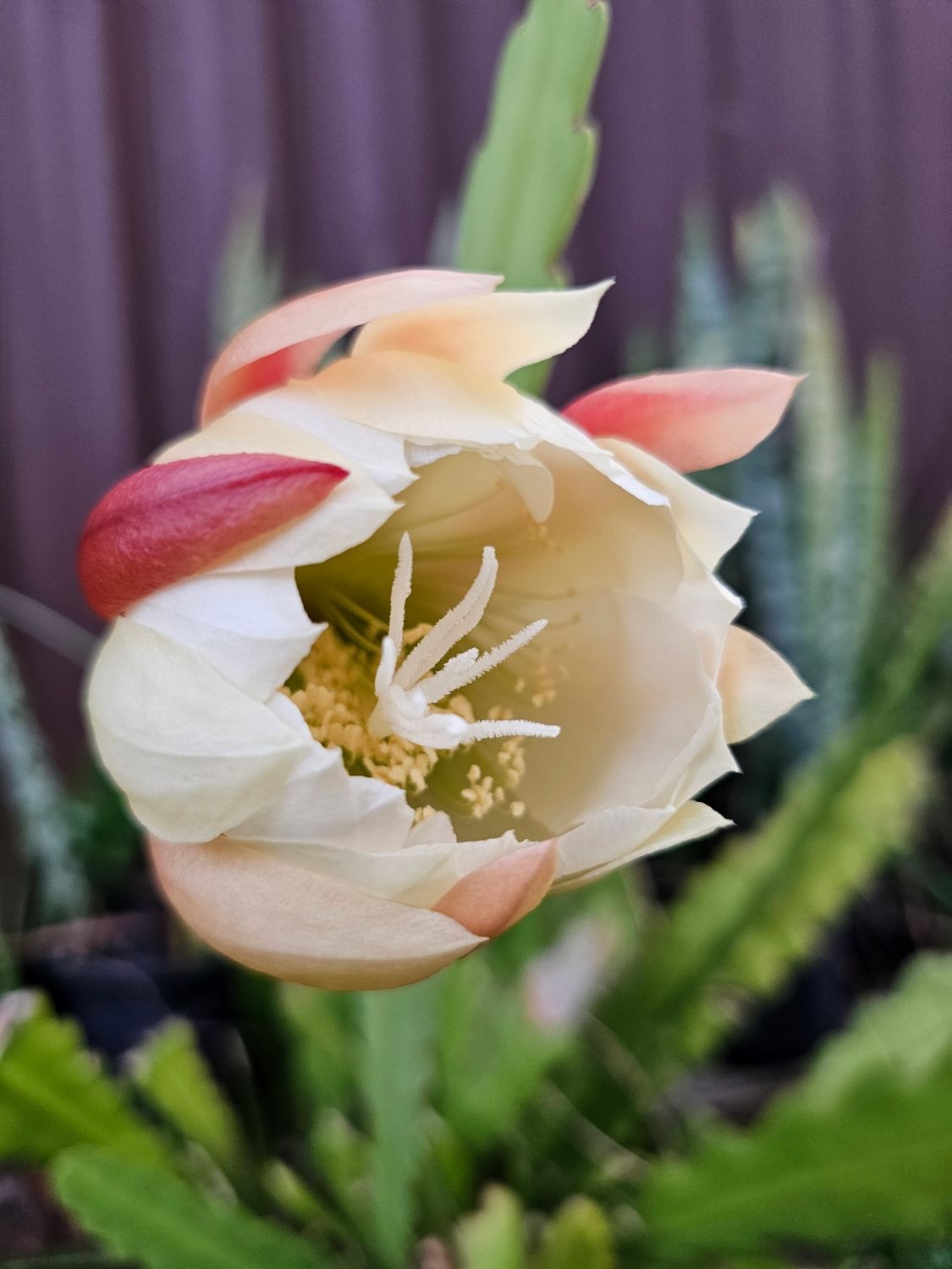 🌵 How to Propagate Epiphyllum from Stem Cuttings