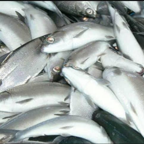 Fresh Whole Milkfish Dagupan Bangus] Cleaned  - order price / kilo