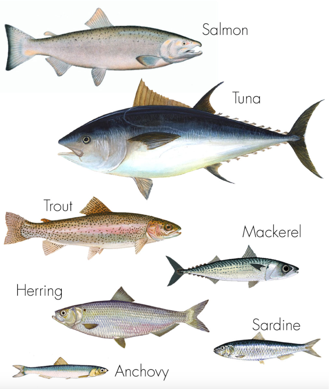 Sprats