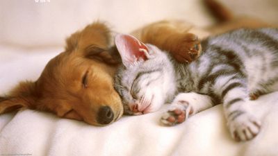 Pets