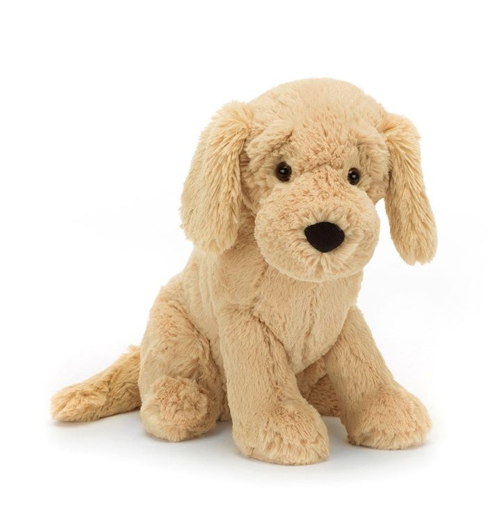 Tilly Golden Retriever