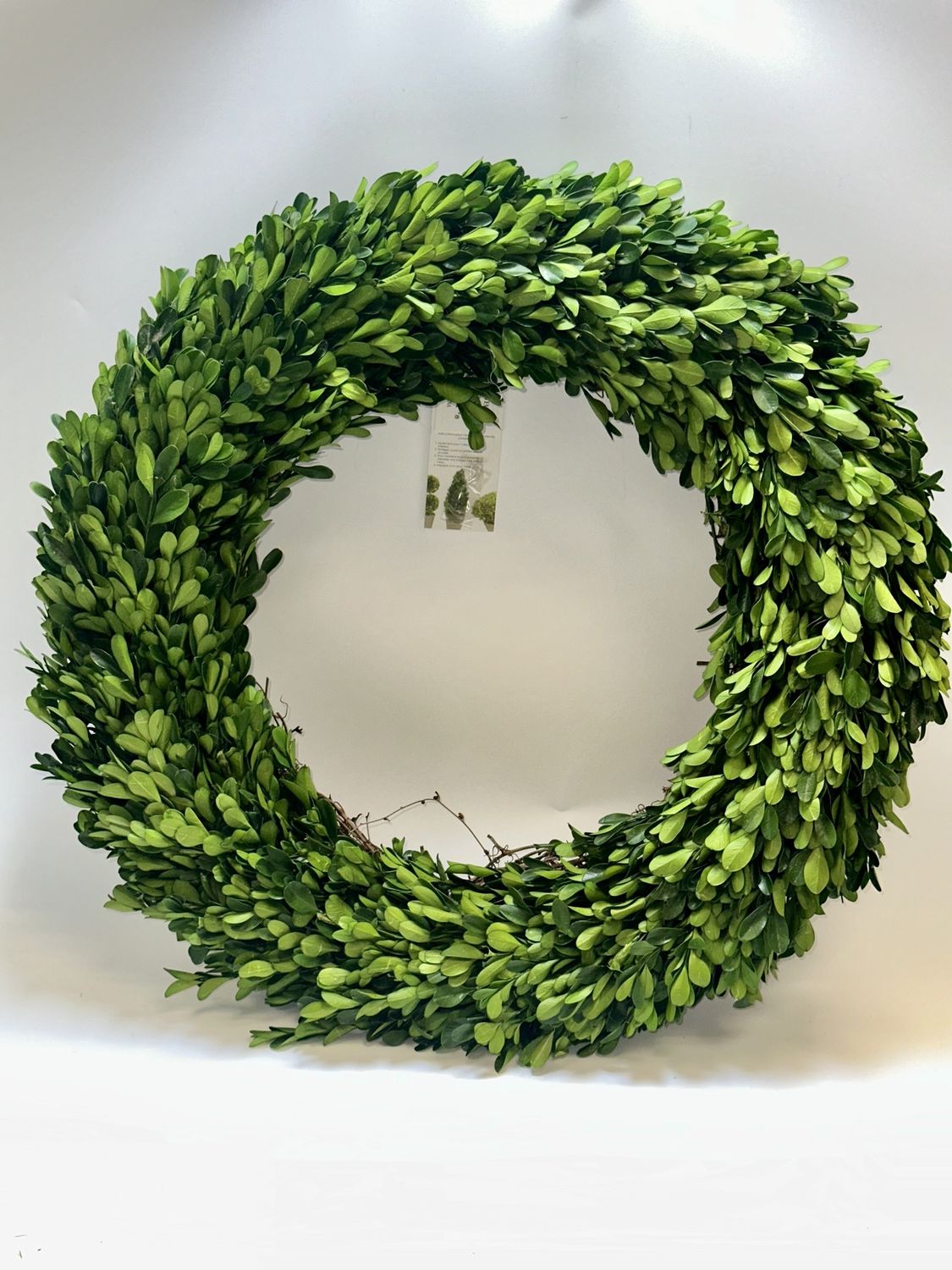 20&quot; Preserved Boxwood Wreath