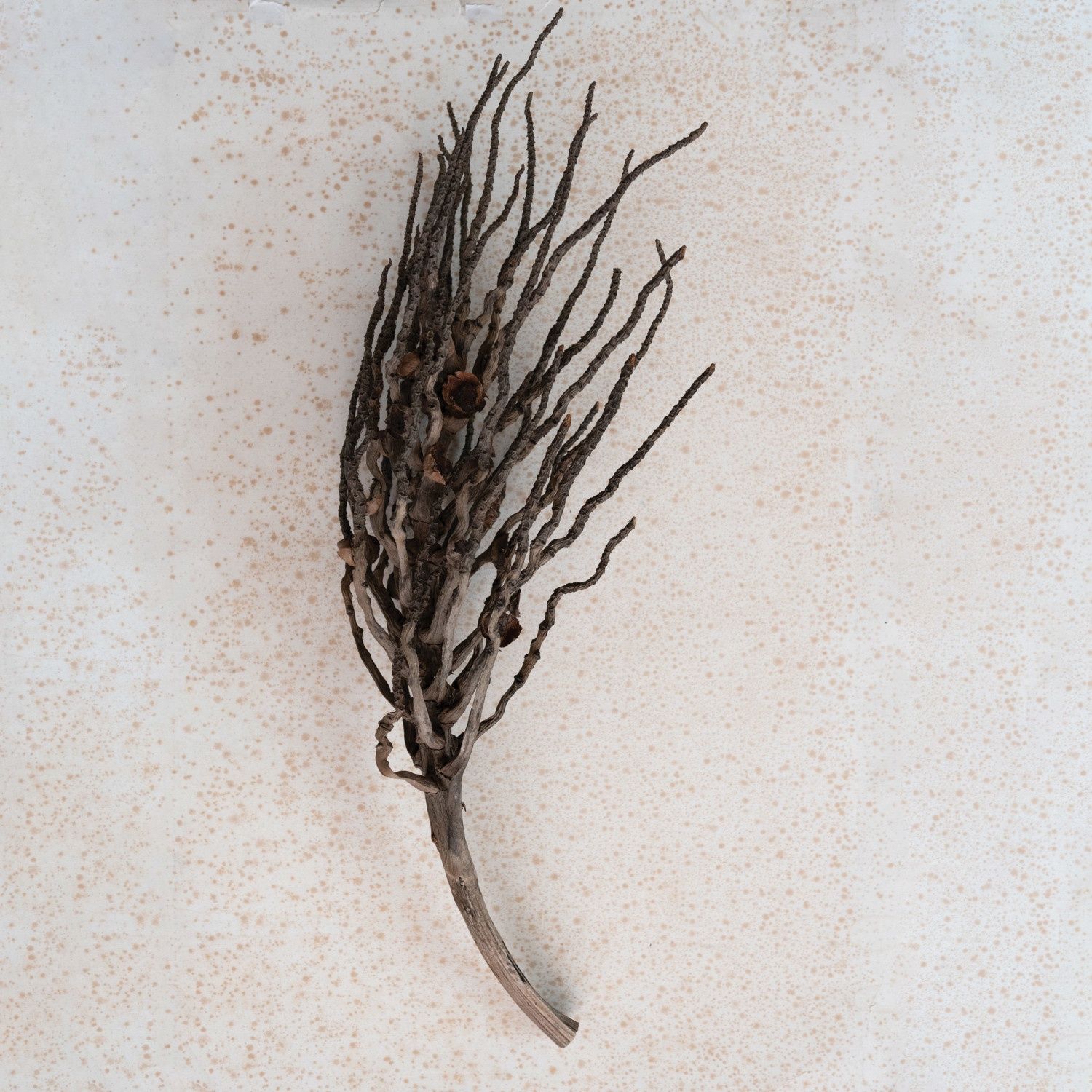 Coconut Palm Branch