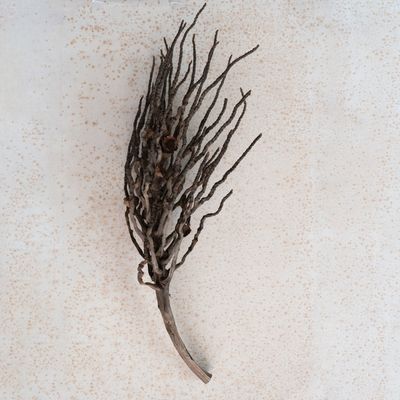 Coconut Palm Branch