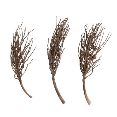 Coconut Palm Branch