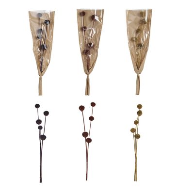Dried Thistle Botanical
