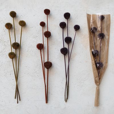 Dried Thistle Botanical