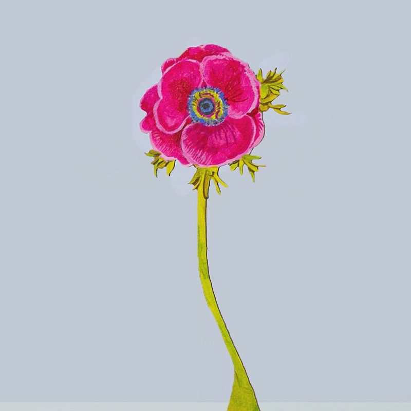 Magenta Anemone Acrylic