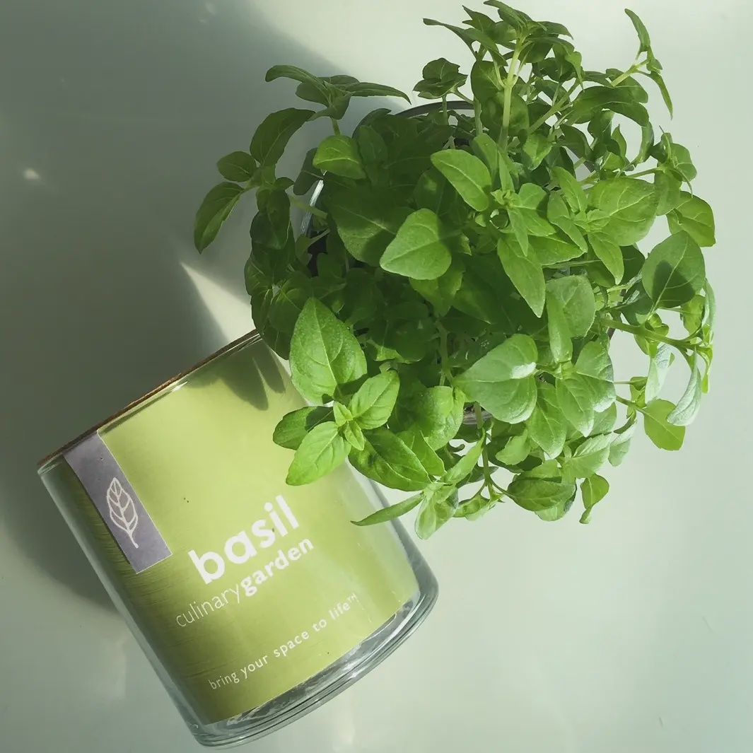 Basil Garden