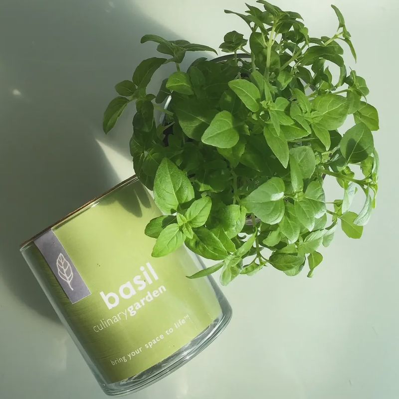 Basil Garden