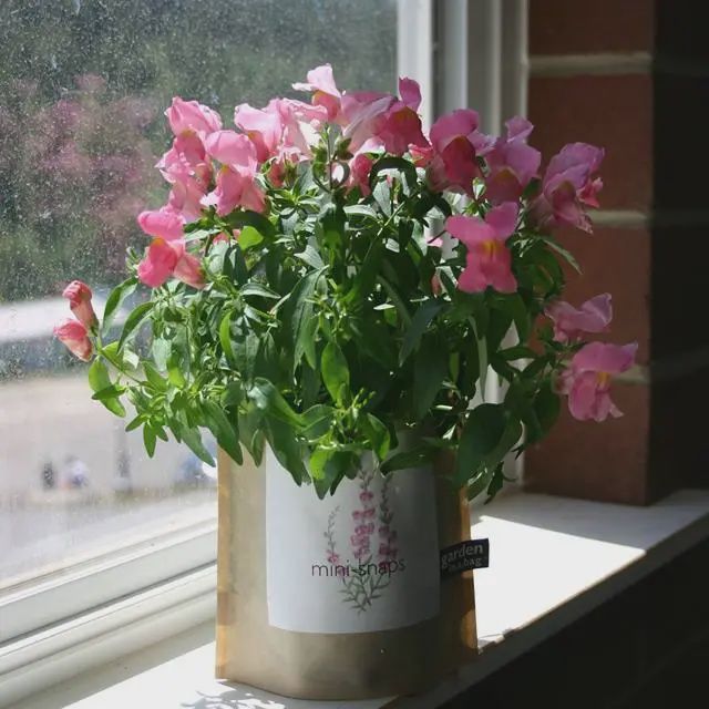 Garden in a Bag