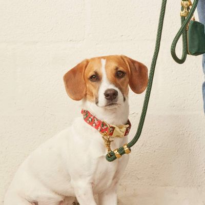 Holiday Dog Collar