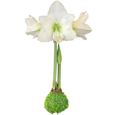 Spring Amaryllis