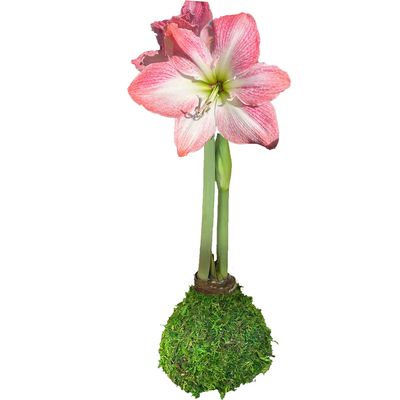 Spring Amaryllis