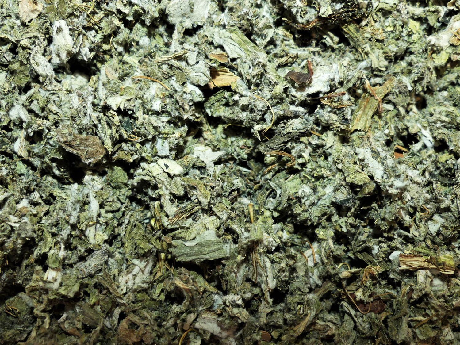 ARTICHAUT (feuille)