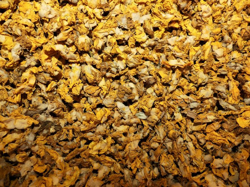 Bouillon blanc (fleur)