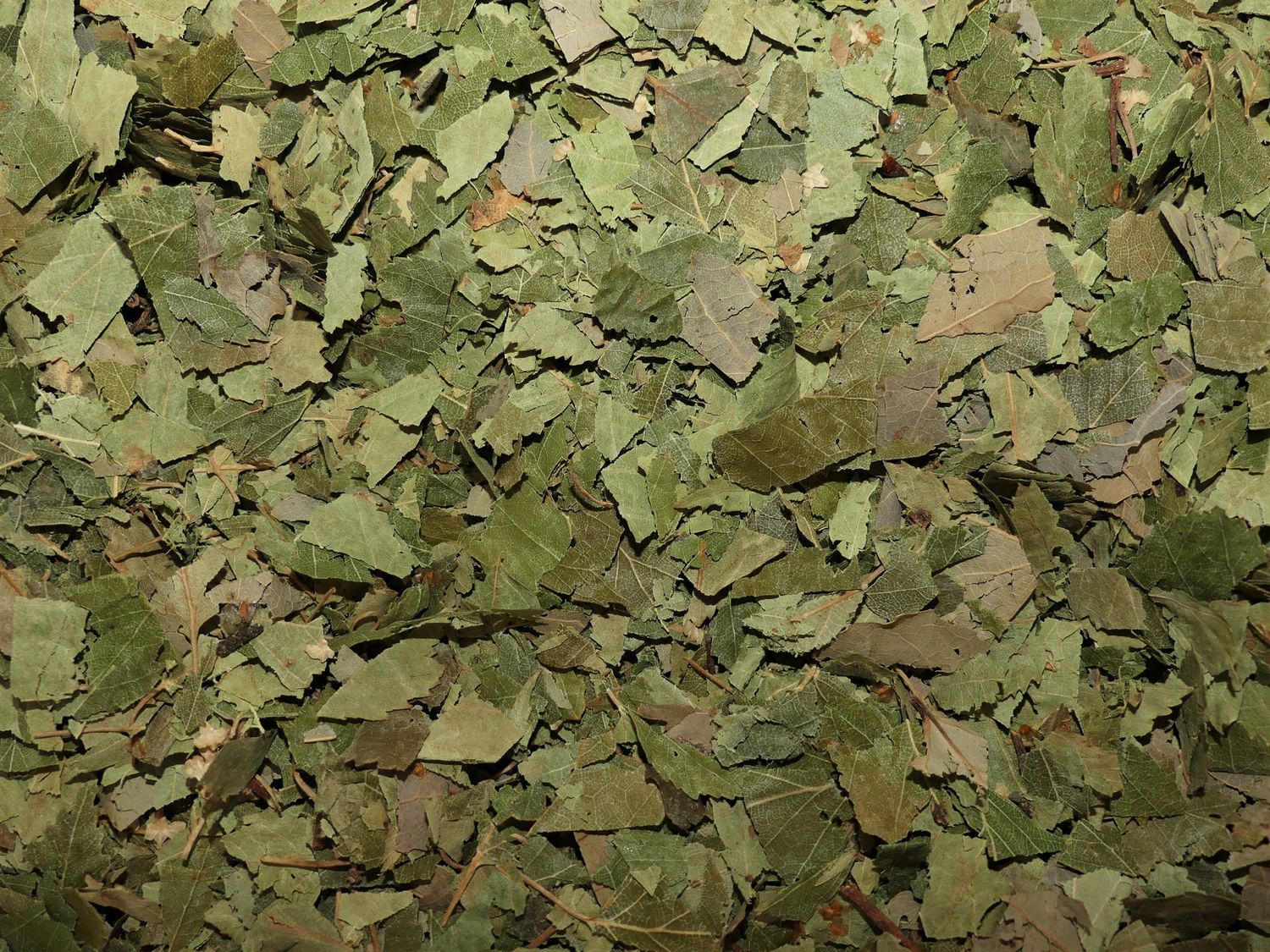 BOULEAU (feuille)