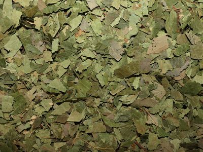 BOULEAU (feuille)