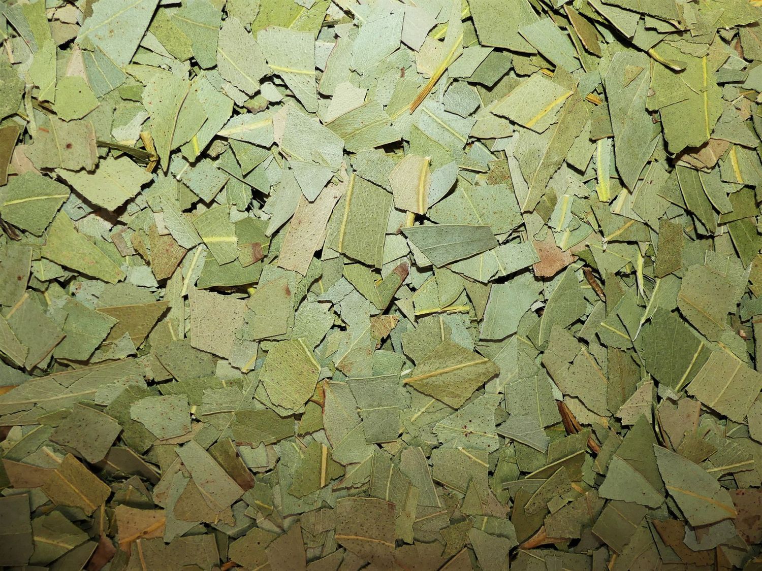 Eucalyptus (feuille)