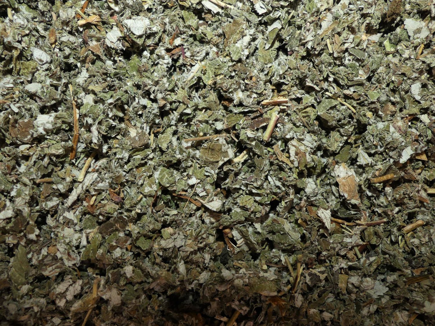 Framboisier (feuille)