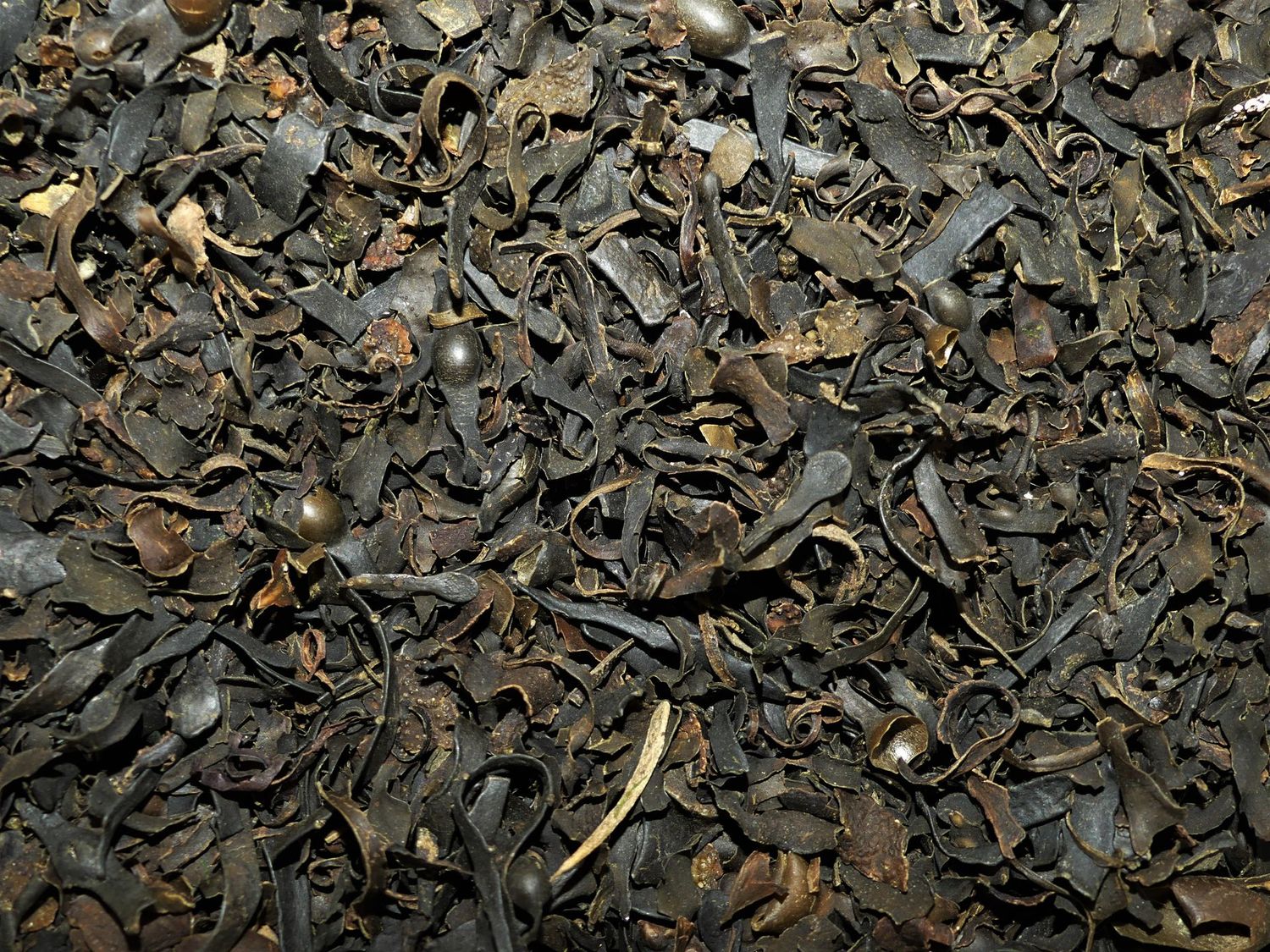 Fucus (algue)