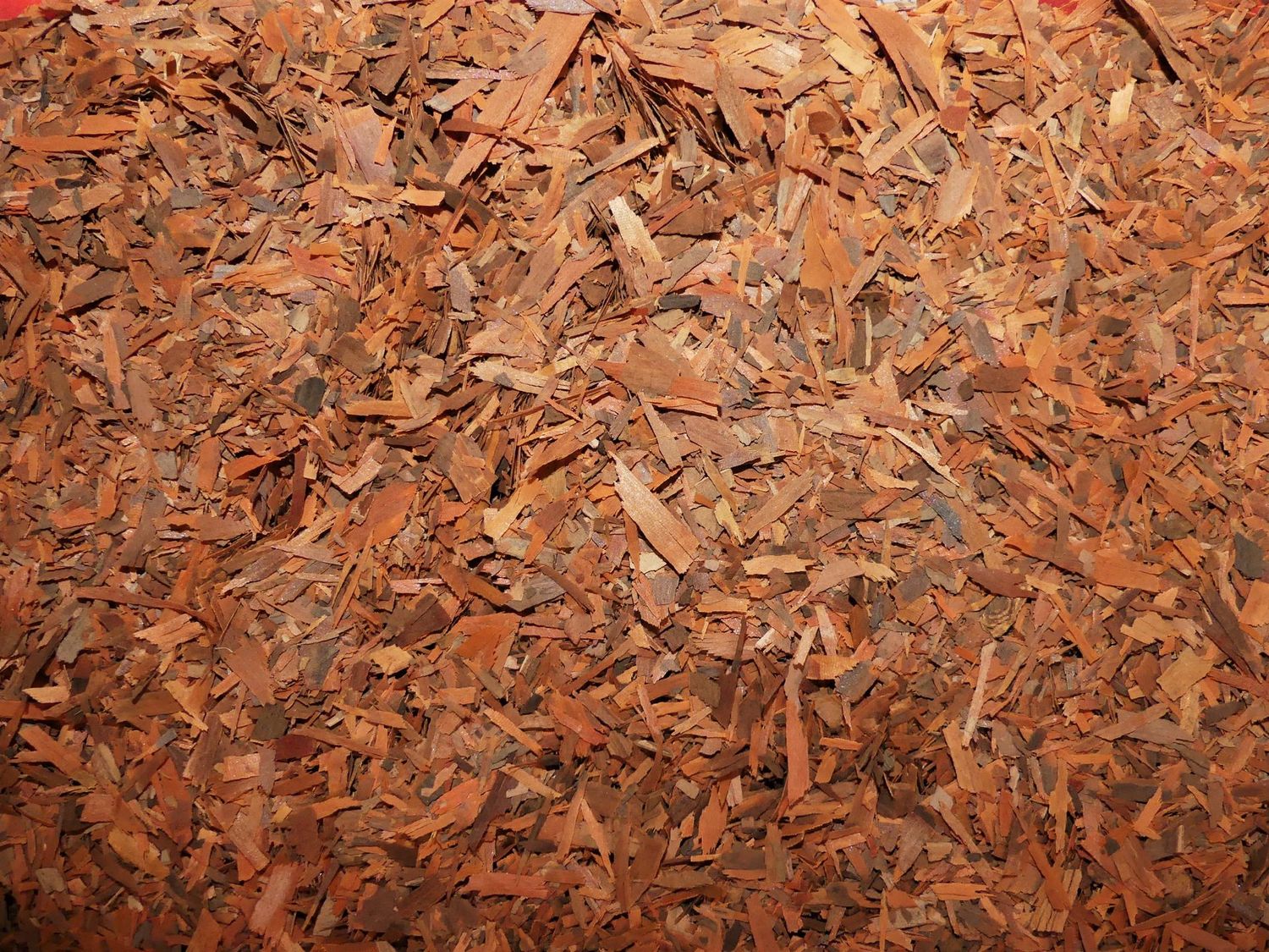 Lapacho (écorce)