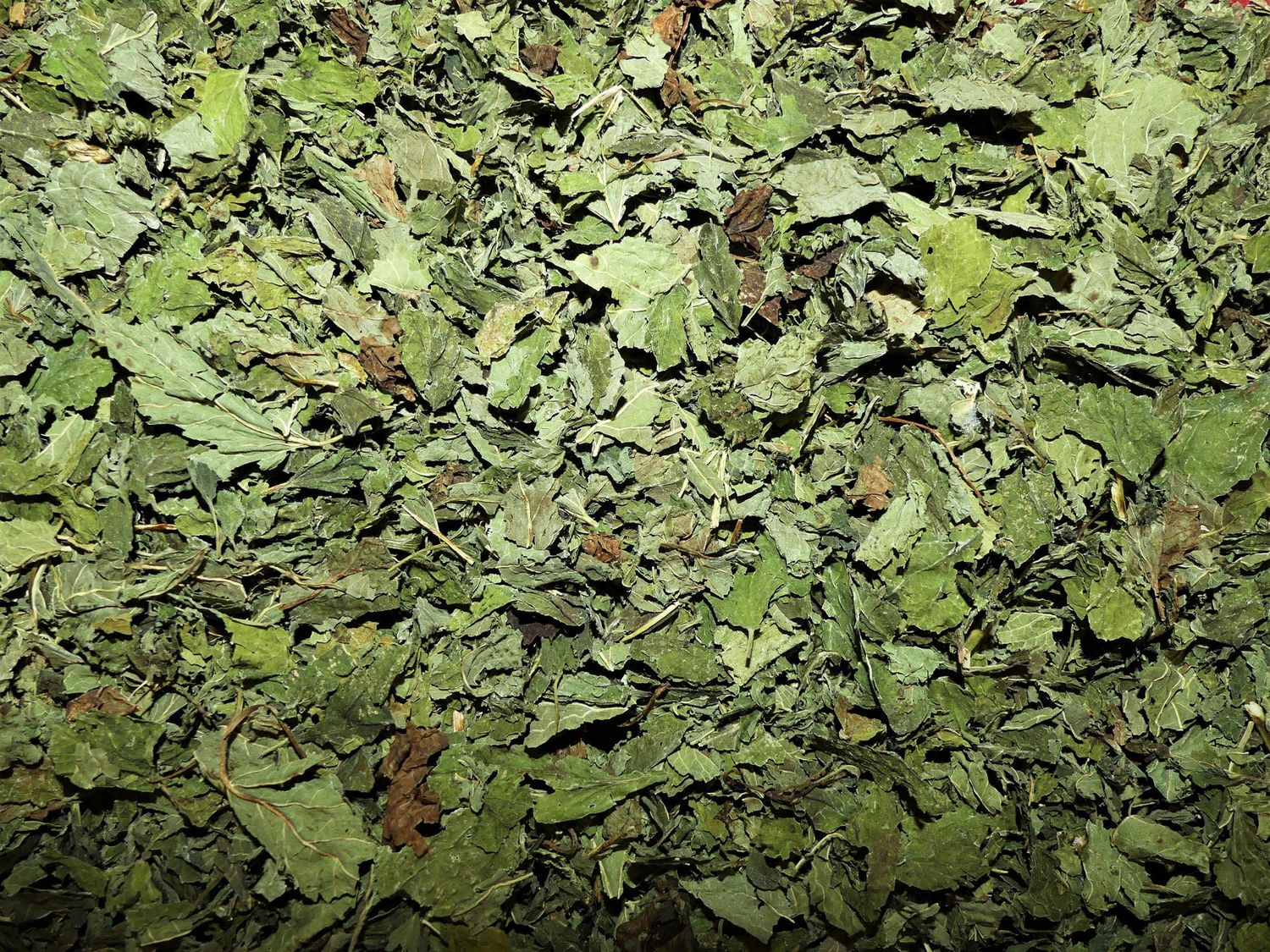 Mélisse (feuille)