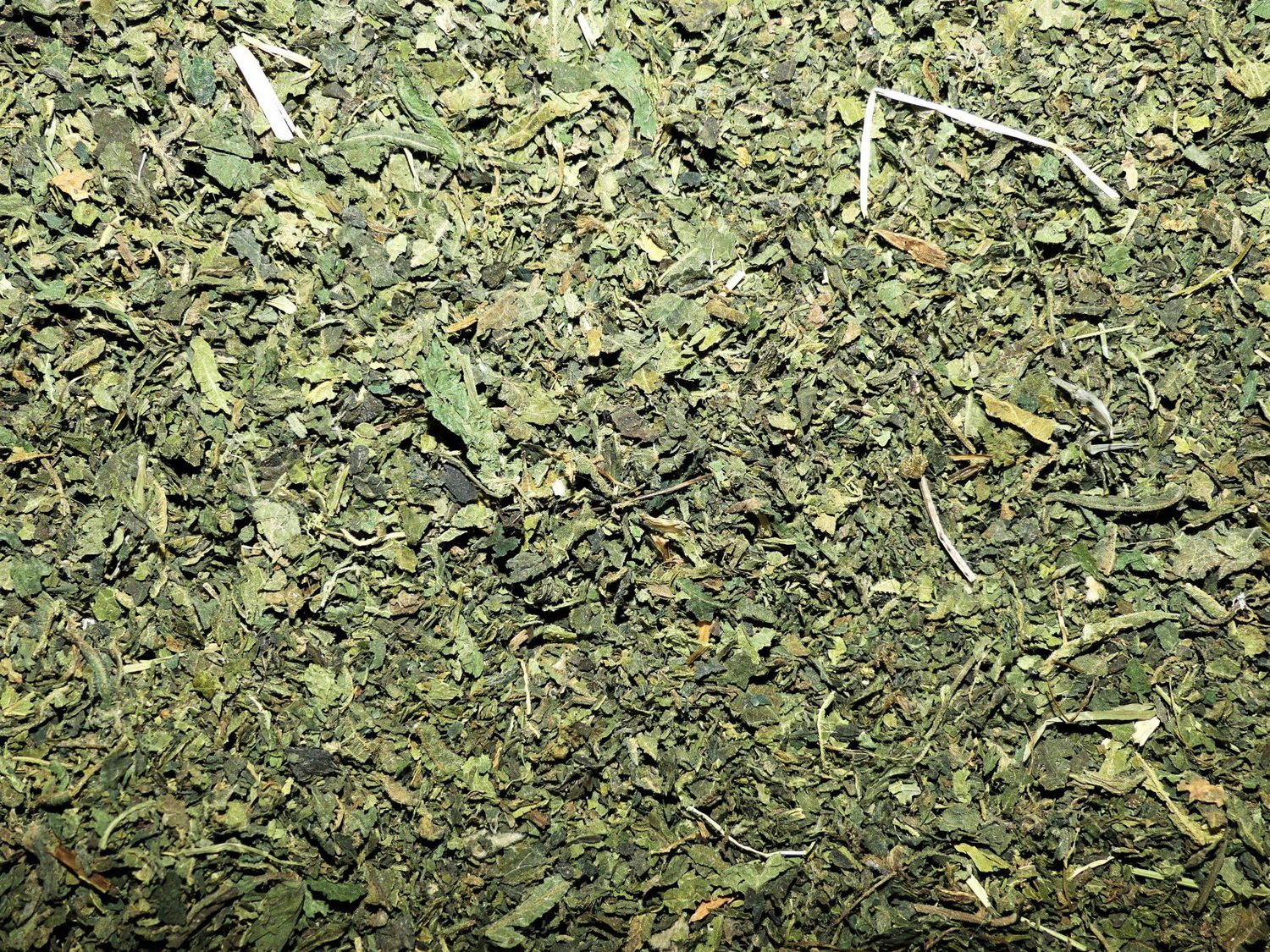 Ortie (feuille)